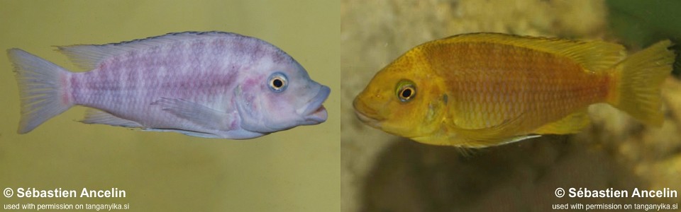 Petrochromis sp. 'gold' Mtoto<br><font color=gray>Petrochromis cf. horii 'Yellow' Mtoto</font>
