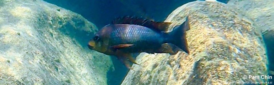 Petrochromis sp. 'kasumbe rainbow' Izinga Island