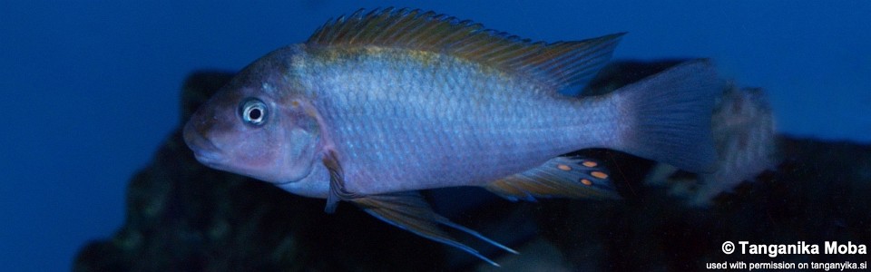Petrochromis sp. 'kasumbe rainbow' Kipili