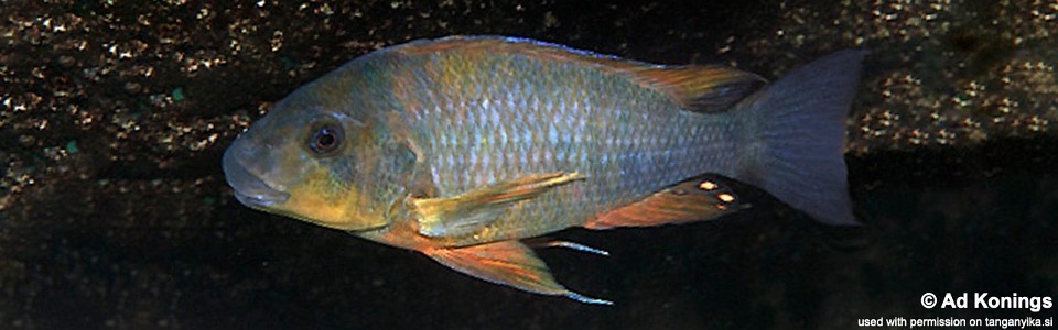 Petrochromis sp. 'kasumbe rainbow' Nkondwe Island