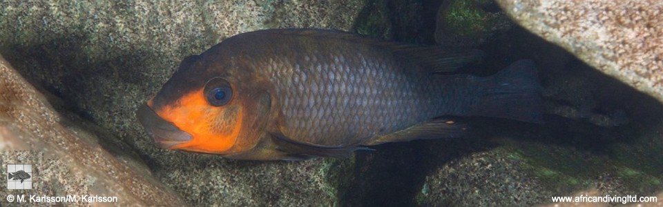 Petrochromis sp. 'kasumbe rainbow' (Southern Tanzania)