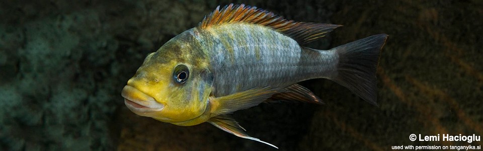 Petrochromis sp. 'kasumbe rainbow' (unknown locality)
