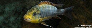 Petrochromis sp. 'kasumbe rainbow'.jpg