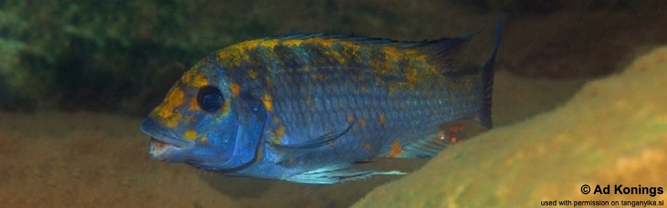 Petrochromis sp. 'kasumbe' Nyanza-Lac