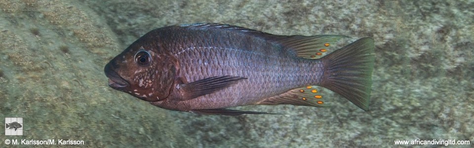 Petrochromis sp. 'texas blue' Katondo Point