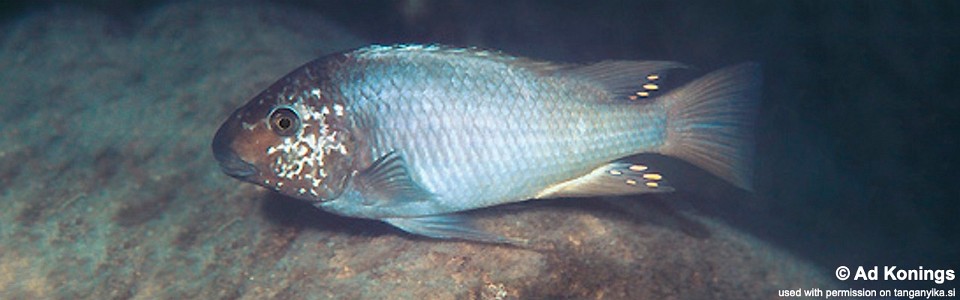 Petrochromis sp. 'texas blue' Ulwile Island