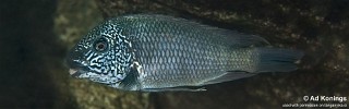 Petrochromis sp. 'texas' Nkwasi Point.jpg