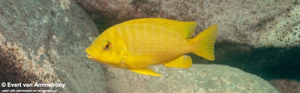 Petrochromis sp. 'gold' Katete<br><font color=gray>Petrochromis cf. horii 'Yellow' Katete</font>