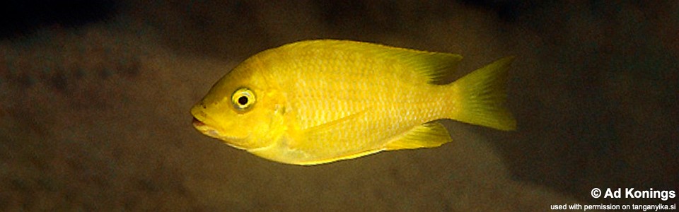 Petrochromis sp. 'gold' Kiku<br><font color=gray>Petrochromis cf. horii 'Yellow' Kiku</font>