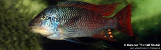 Petrochromis sp. 'longola red fin'