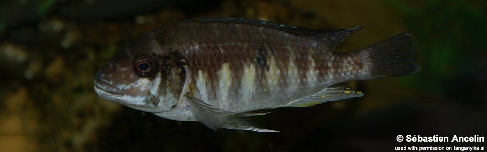 Petrochromis sp. 'orthognathus ikola' (unknown locality)