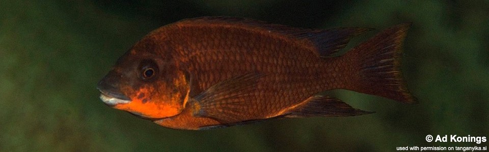 Petrochromis sp. 'red' Lubugwe Bay