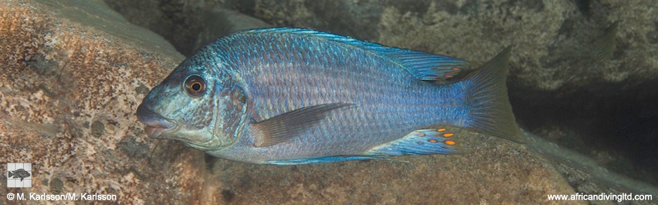 Petrochromis sp. 'texas blue neon' Kashia Island