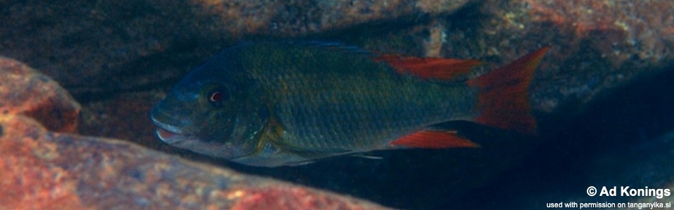 Petrochromis sp. 'texas red' Cape Caramba