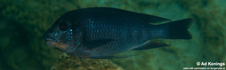 Petrochromis sp. 'texas red' Mboko Island