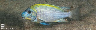 Petrochromis sp. 'yellow back'