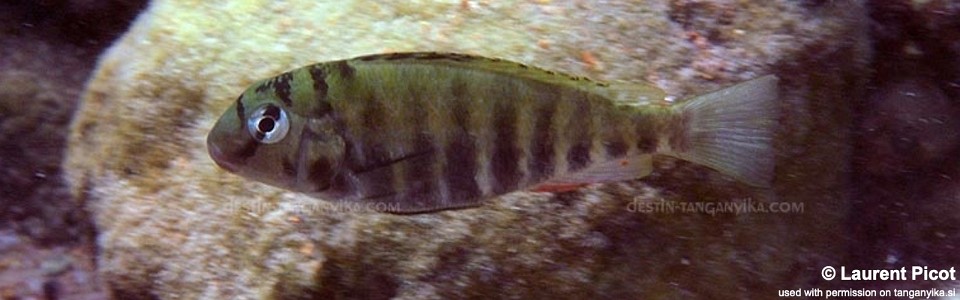 Pseudosimochromis babaulti 'Cape Mpimbwe'