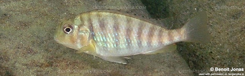 Pseudosimochromis babaulti 'Lyamembe'