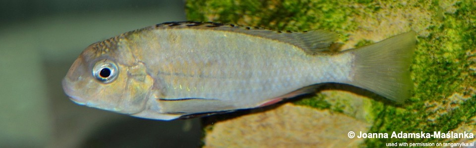 Pseudosimochromis babaulti 'Shanshete'