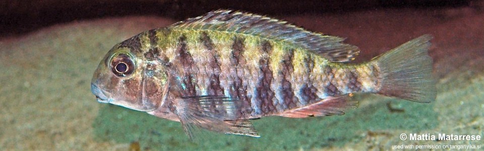 Pseudosimochromis babaulti 'Sibwesa'