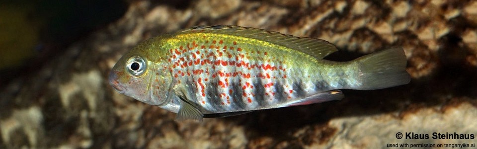 Pseudosimochromis babaulti (unknown locality)<br><font color=gray>Pseudosimochromis pleurospilus (unknown locality)</font>