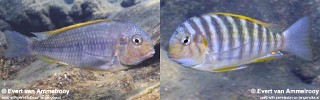 Pseudosimochromis curvifrons 'Halembe'.jpg