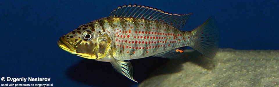 Shuja horei (unknown locality)<br><font color=gray>Ctenochromis horei (unknown locality)</font>