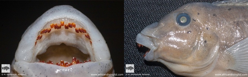 Spathodus sp. 'erythrodon tembwe' Tembwe (Deux)