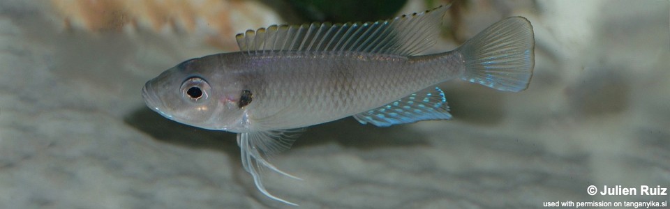 Tangachromis dhanisi (unknown locality)