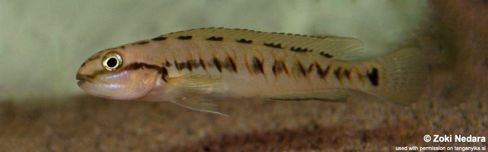 Telmatochromis sp. 'schachbrett' (unknown locality)<br><font color=gray>Telmatochromis sp. 'congo' (unknown locality)</font> 