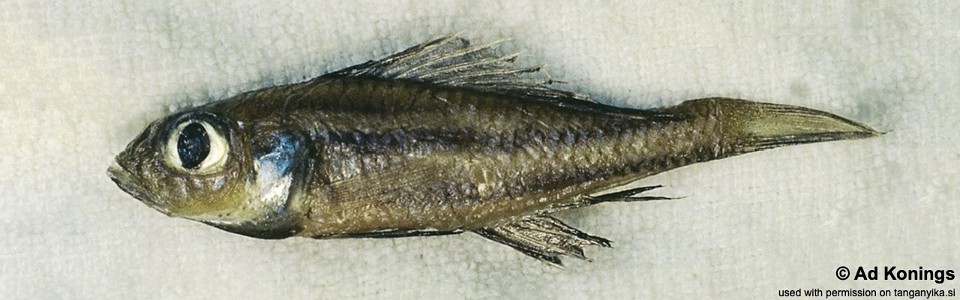 Trematocara kufferathi (preserved specimens)