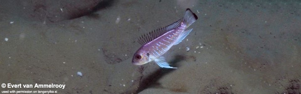 Triglachromis otostigma 'Cape Kachese'