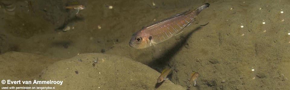 Triglachromis otostigma (Zambia)