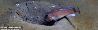 Triglachromis otostigma 'Sumbu'.jpg