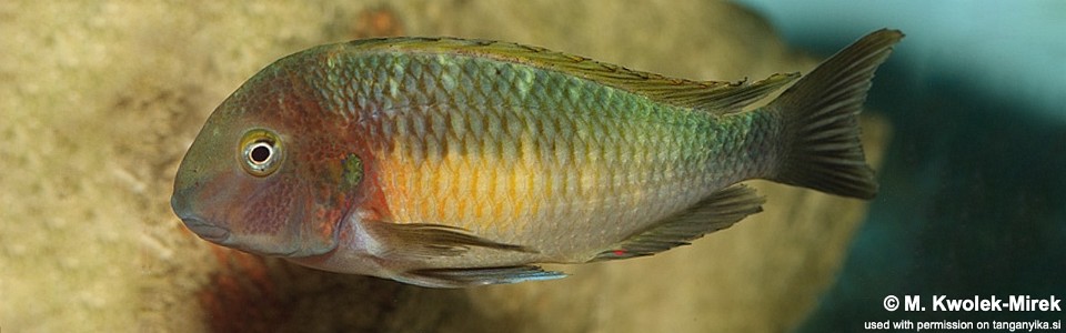 Tropheus moorii (Chilambo)<br><font color=gray>Yellow Rainbow</font> 