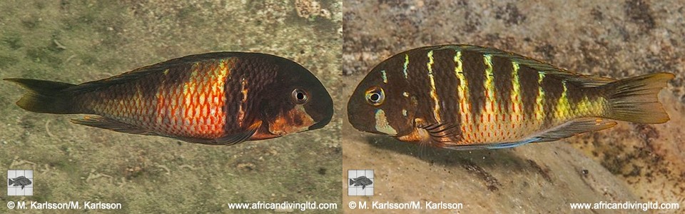 Natural hybrids with Tropheus sp. 'kirschfleck' from Mahale Mountains NP