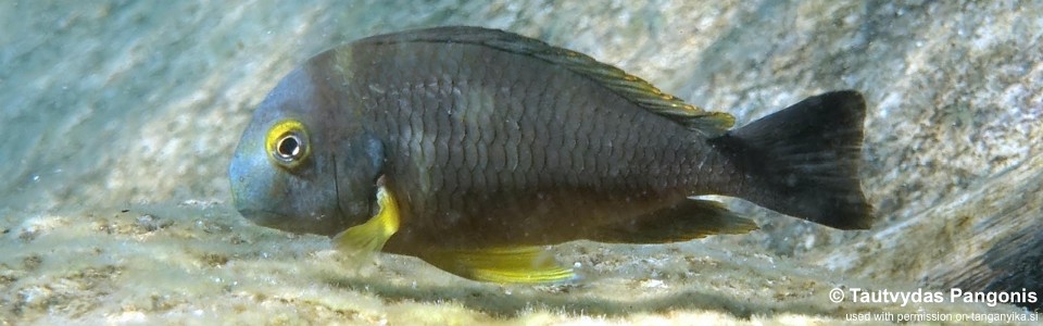 Tropheus sp. 'lukuga' Lubugwe Bay