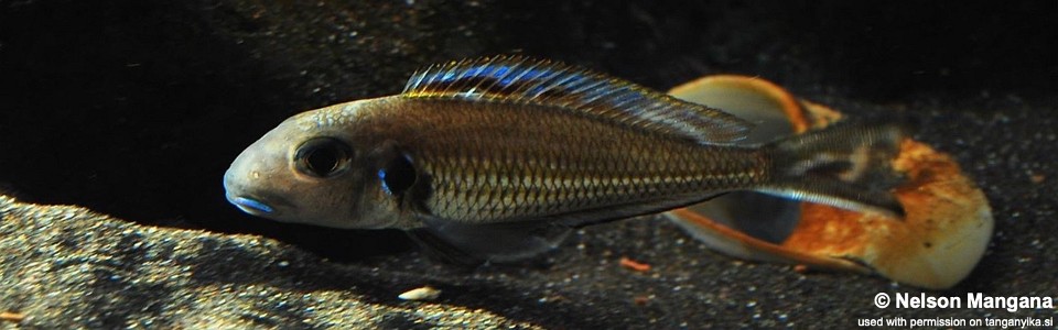 Xenotilapia bathyphilus (Congo)