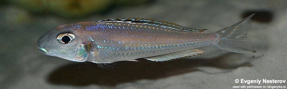 Xenotilapia bathyphilus (Zambia)