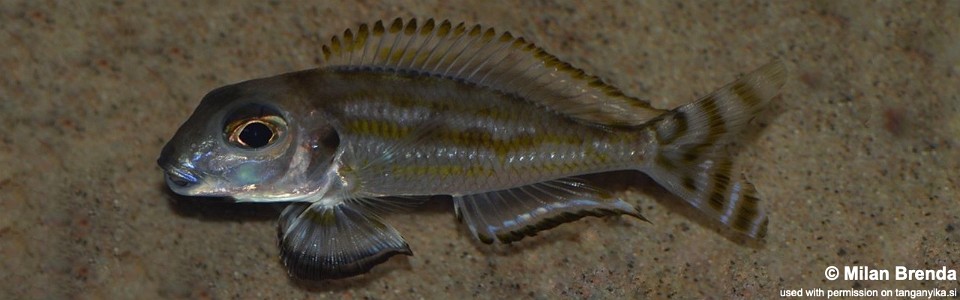 Xenotilapia caudafasciata (unknown locality)