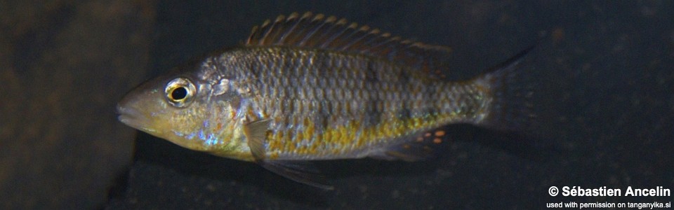 'Gnathochromis' pfefferi  (unknown locality)