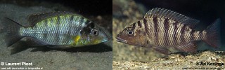 exGnathochromis pfefferi