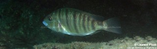 exGnathochromis pfefferi 'Cape Kabogo'.jpg
