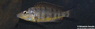 exGnathochromis pfefferi.jpg