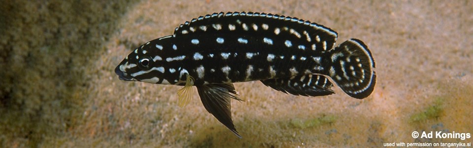 Julidochromis marlieri 'Bemba'