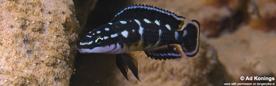 Julidochromis transcriptus 'Bemba'