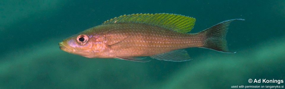Paracyprichromis brieni 'Bilila (Kavala) Island'