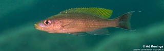 Paracyprichromis brieni 'Bilila Island'.jpg