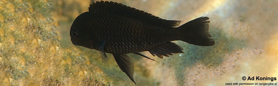 Tropheus sp. 'black' Buko