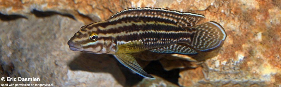 Julidochromis cf. regani 'Bulombora'<br><font color=gray>J. sp. 'Regani Moyobozi' Bulombora</font>